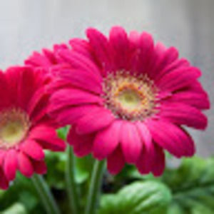 Meet your Posher, Jesslyn